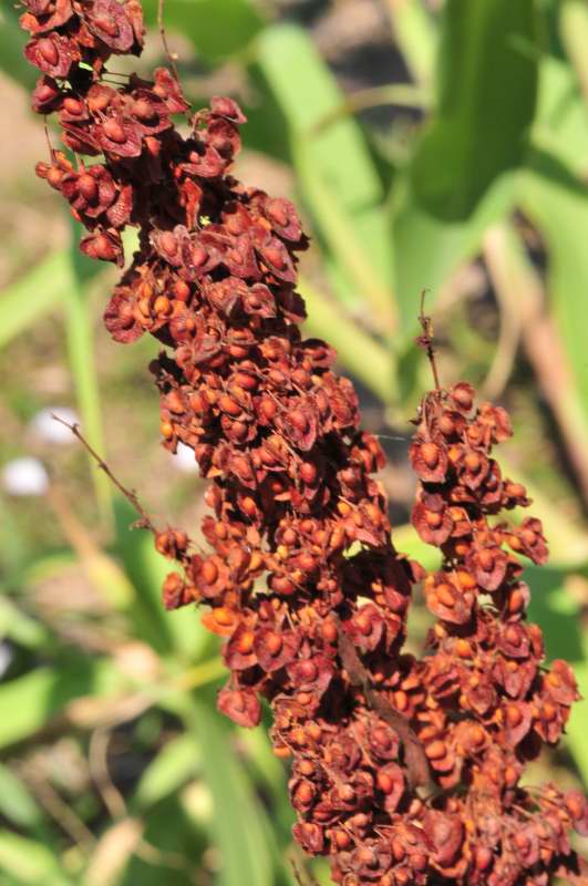 Rumex crispus / Romice crespo